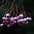 Рябина ПЕКИНСКАЯ сладкоплодная в Балашихе