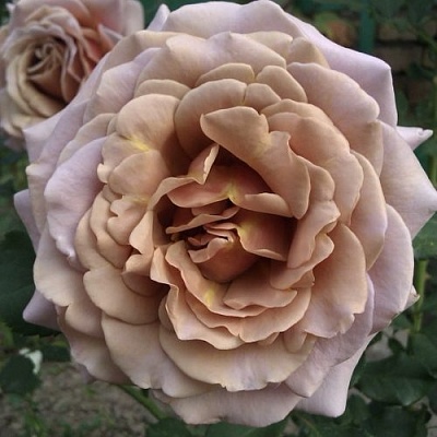 Роза КОКО ЛОКО флорибунда  в Балашихе