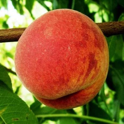 Персик ВАРДЕНИ в Балашихе