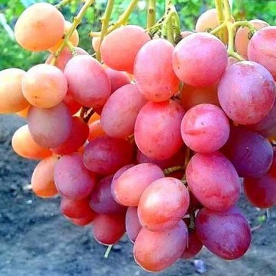 Виноград АНЮТА в Балашихе