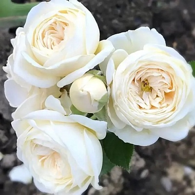 Роза АРТЕМИС шраб в Балашихе