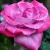 Роза ПАРАДИЗ чайно-гибридная  в Балашихе