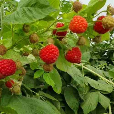 Малина КВЕЛЛИ в Балашихе