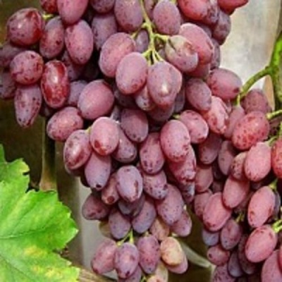 Виноград ПАМЯТИ СМИРНОВА в Балашихе