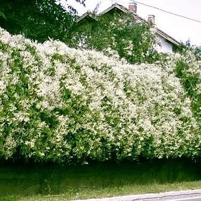 Фаллопия в Балашихе
