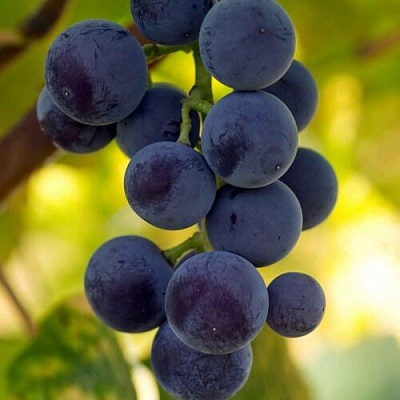 Виноград МАРС в Балашихе