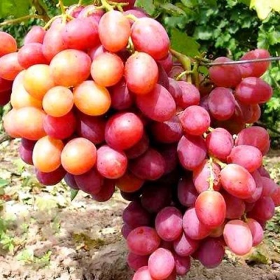 Виноград АНЮТА в Балашихе