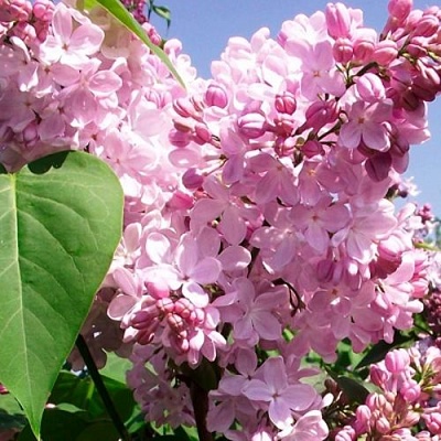 Сирень АДЕЛИНА в Балашихе