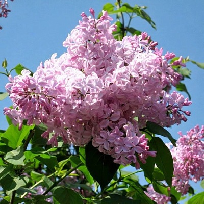 Сирень БУФФОН в Балашихе