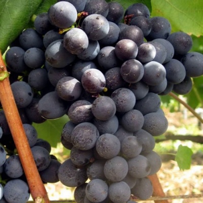 Виноград ЭСТЕР (R-65) в Балашихе