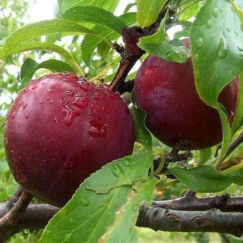Слива КЛЕОПАТРА в Балашихе