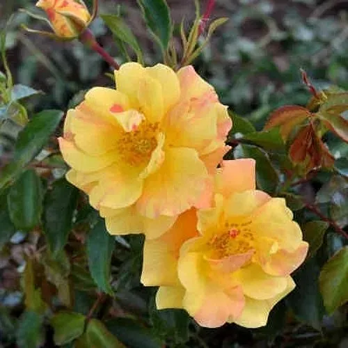 Роза АНГЕЛИНА ФРЕСКА флорибунда  в Балашихе