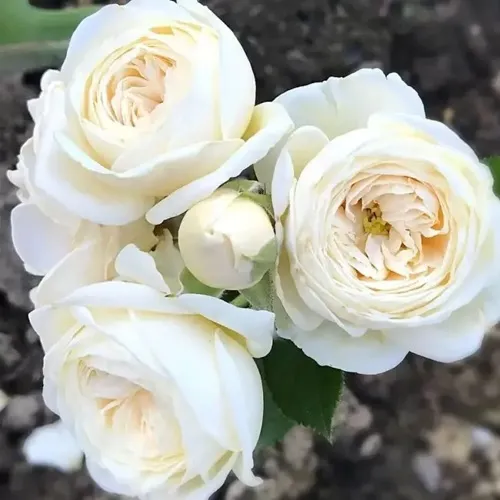 Роза АРТЕМИС шраб в Балашихе