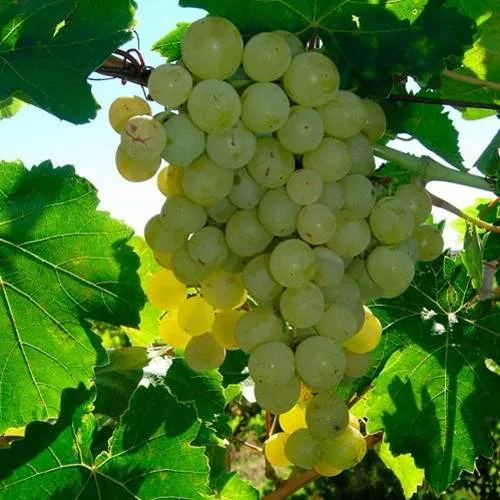 Виноград КИШМИШ МУСКАТНЫЙ в Балашихе