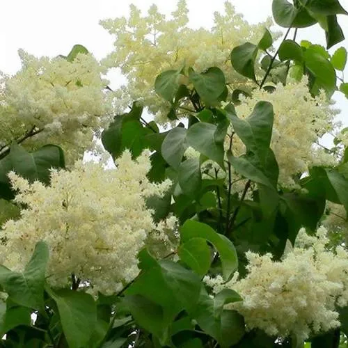 Сирень АМУРСКАЯ в Балашихе