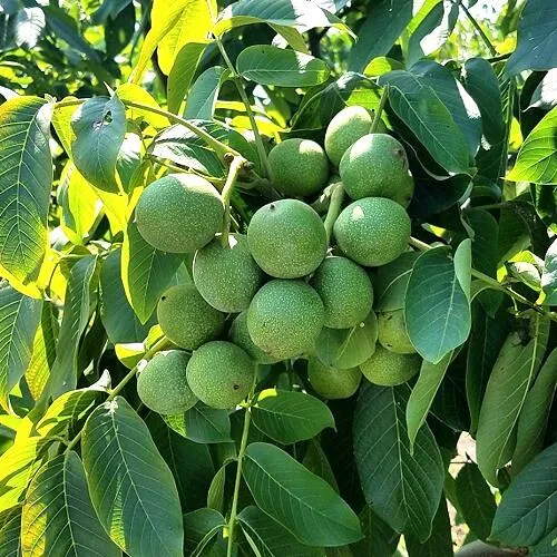 Грецкий орех  ИЗЯЩНЫЙ в Балашихе
