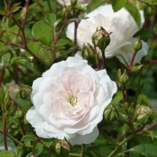 Роза СВАНИ почвопокровная в Балашихе